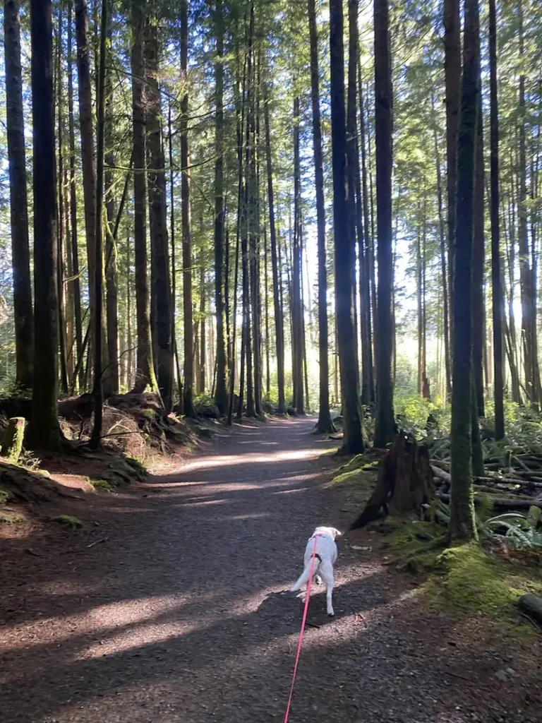 Scenic sun-dappled forest hiking trail near Ocean Wilderness Inn, highlighting the lush Vancouver Island scrambles and hikes.