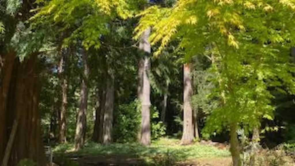 Sunlight filtering through a lush West Coast forest canopy at Ocean Wilderness Inn.