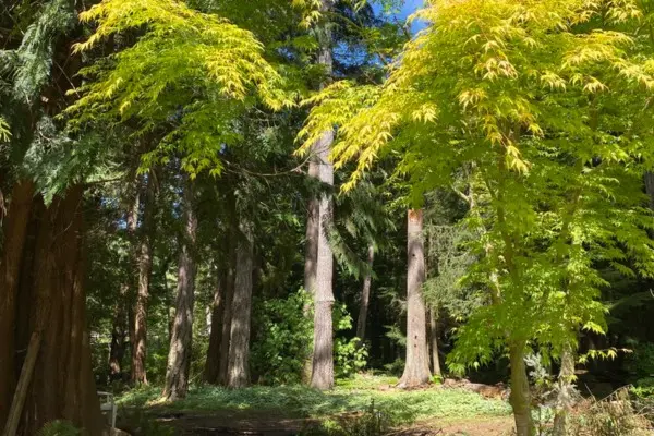 Lush rainforest trails and ancient trees at Ocean Wilderness Inn, Shirley BC - perfect for forest bathing and hiking.