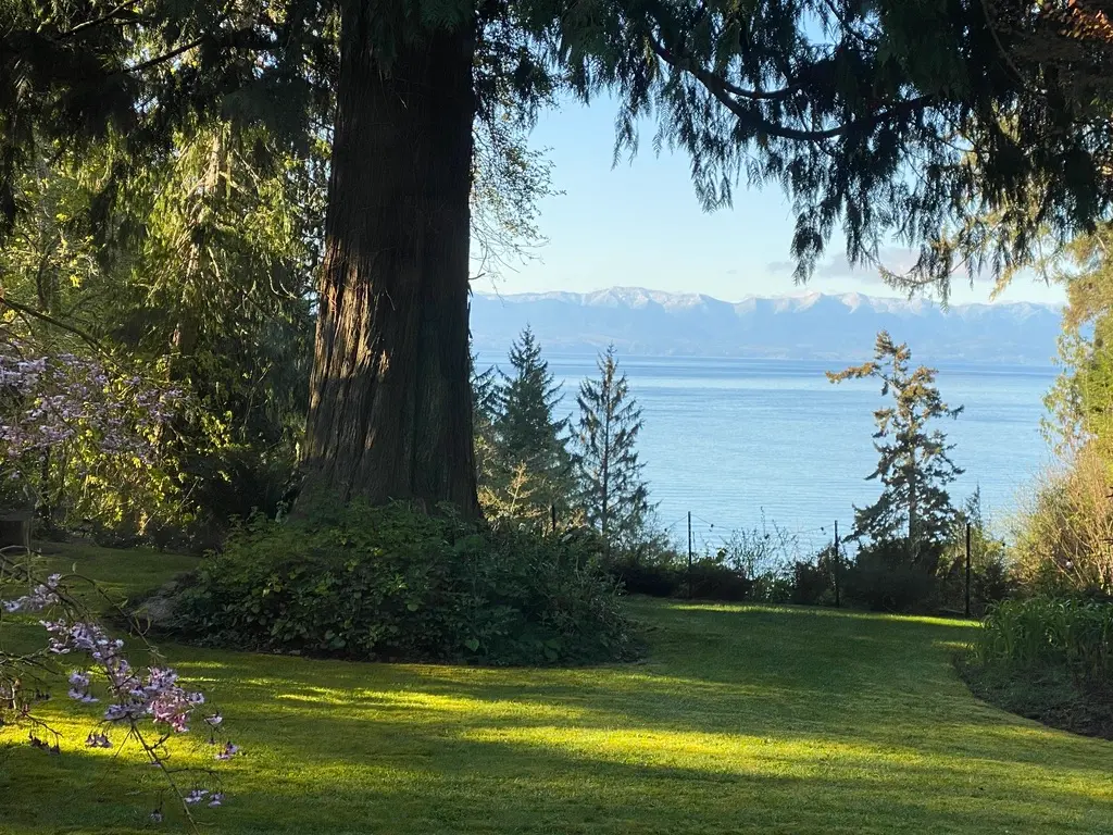 Oceanfront lawn big cedar and fir trees overlooking Salish Sea at Ocean Wilderness Inn